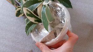 Упаковка посылки. Как упаковать растение для пересылки зимой