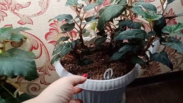 ?Полив бегонии на стеллаже,окне.?Осень,зима,весна.? смотреть онлайн