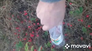 Приспособление для сбора шиповника  за 1 минуту