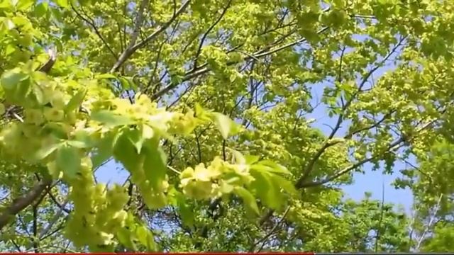 Мой дом- РОССИЯ--- Тамара Козлова смотреть онлайн