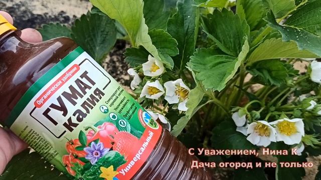 КЛУБНИКА ЗАВЯЗЫВАЕТСЯ НА ГЛАЗАХ! ПОДКОРМКА ТВОРИТ ЧУДЕСА! ОРГАНИЧЕСКОЕ УДОБРЕНИЕ ДЛЯ УРОЖАЯ КЛУБНИК