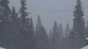 В лесу родилась ёлочка