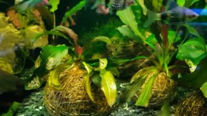 Новый дизайн аквариума на 60 литров в виде дерева и новое в моём аквариумном хозяйстве ))