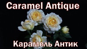 Как распускается роза Карамель Антик - Caramel Antique (Kordes1997)