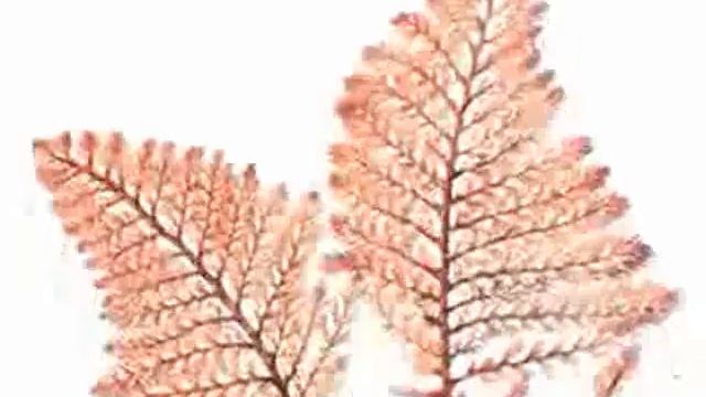 Сув ўтлари смотреть онлайн