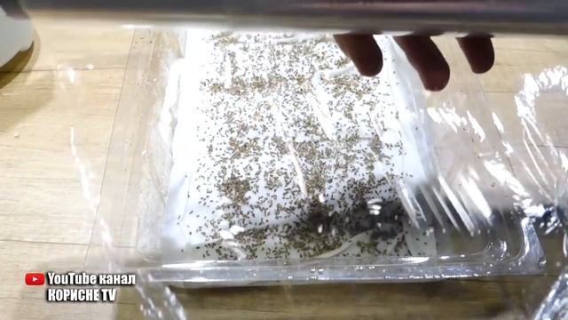 Морква проростає набагато швидше, якщо з насінням зробити це перед посівом
