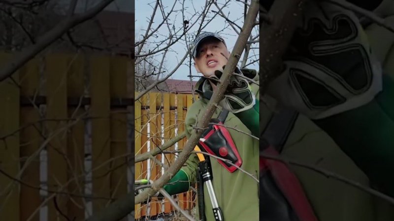 ПЕРВИЧНОЕ ФОРМИРОВАНИЕ ЯБЛОНИ. ЧАСТЬ 4.