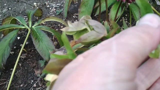 Починають квітнути простріли і маленькі печьоночниці. смотреть онлайн