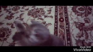 Боне голову снесло