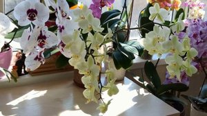ВАНДА (VANDA) - КОРОЛЕВА орхидей в условиях квартиры! Мой опыт!!! ЧАСТЬ 1. Смотреть всем!
