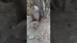 Охота на куницу петлями