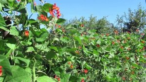 Фасоль красная турецкая: на участке это и украшение и еда