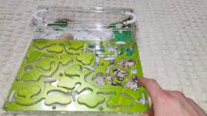 Муравьи и формикрий - как живут муравьи в домашних условиях