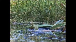 Поклевка Карася на поплавок в камышах. р. Кубань. Рыбалка. Fishing angeln la pesca câu cá. Рыбалка