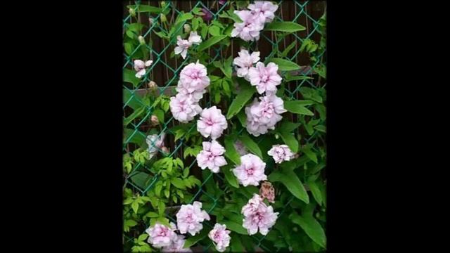 Калистегия фото и описание кустарника Калистегия фото и описание кустарника