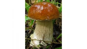 Осенняя тема для дошкольников. "Что нам осень подарила".