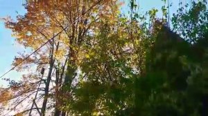 Over the garden wall. По ту сторону изгороди.