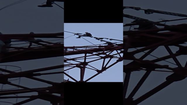 Стальные нервы