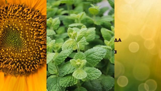 Мята на самом деле полезна или нет? смотреть онлайн