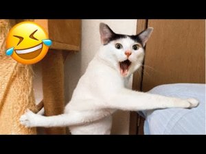 Самые смешные видео с животными 2024 - Лучшие смешные видео с кошками и собаками