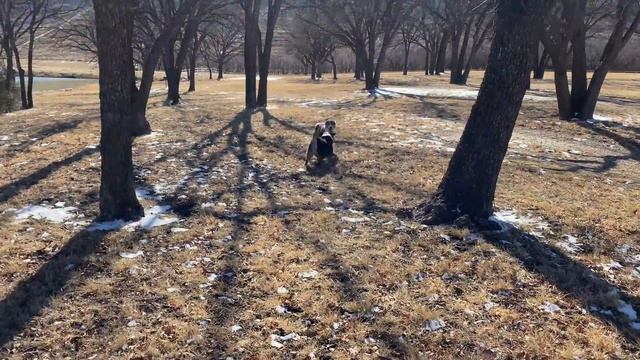 How Do Australian Shepherds Choose a Master?