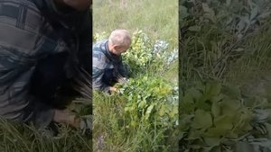Заготовка веников  на зиму для коз