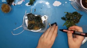 Как омолодить ФИАЛКУ, 2 СПОСОБА укоренить ФИАЛКУ за 2 недели, всегда работает