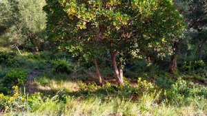 Испанское земляничное дерево  - МАДРОНЬО.