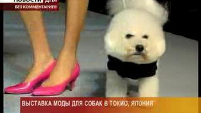 Высокая мода для братьев наших меньших