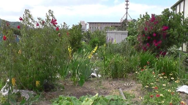 Повседневная Япония. Японский огород (дача).
