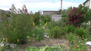 Повседневная Япония. Японский огород (дача).