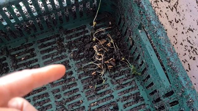 Meine Würmchen ziehen um смотреть онлайн