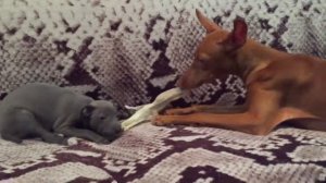 Italian sighthound puppy & cirneco puppy