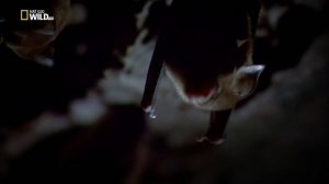 Природа Индокитая: Дикий Вьетнам / Wild Vietnam