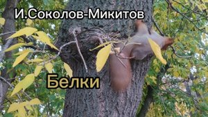 Аудиокнига "Белки" И.Соколов-Микитов.
