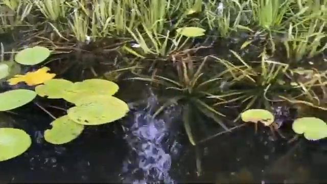 Бабушка и рыбалка. Новый вайн. Gan 13 смотреть онлайн