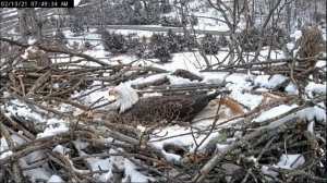 Fish Hook - Red Float & Fishing Line Remain on Nest - NCTC Bald Eagles - Feb 13, 2021