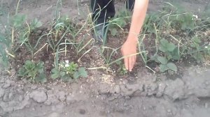вырастить клубнику - легко