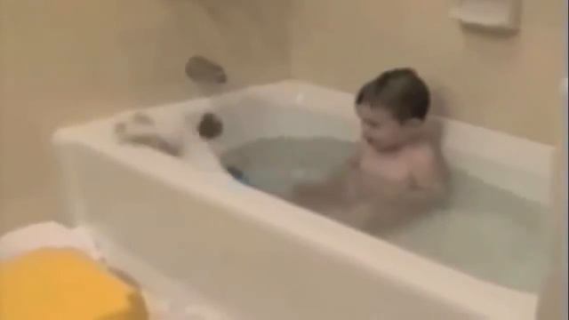 Приколы c котами. Что творят эти пушистые комочки!