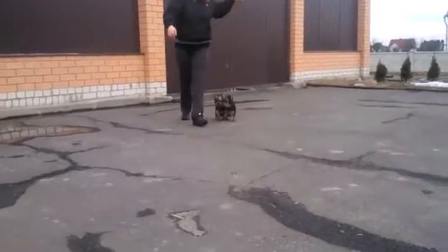 Первый тренинг! Мальчишки Шеридан и Южный Ветерок смотреть онлайн