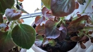БЕГОНИЯ Чтобы куст был пышно цветущий её нужно подстричь
