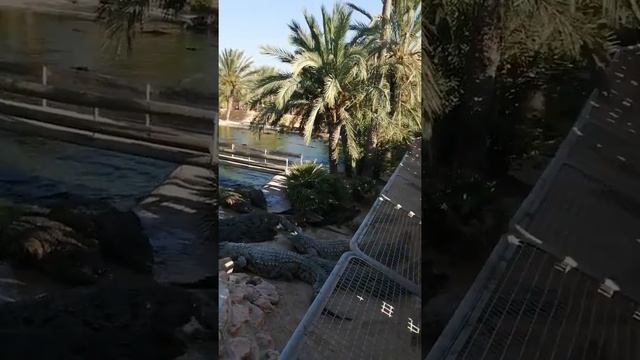 Крокодиловая ферма на Джерба . Кормление крокодилов .
