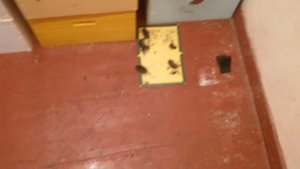 Эффективный способ борьбы с мышами в сотохранилище.