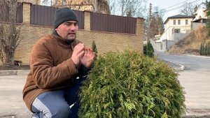 Туя западная Говея