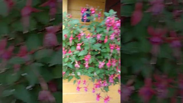 Фуксия "Пинто де Блю" смотреть онлайн