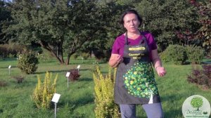 Барбарис . Как посадить барбарис, чем подкармливать и какие болезни барбариса бывают?