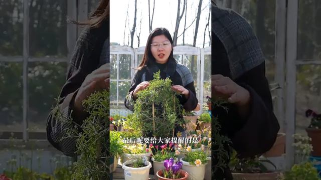 见花不见叶 银币铁线莲开疯了 смотреть онлайн