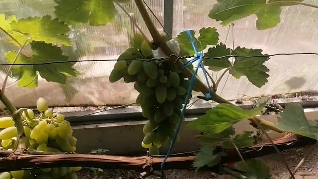 Виноград Тимур сентябрь 2022 смотреть онлайн