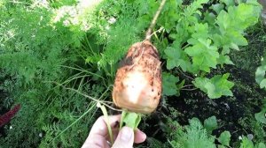 ОТЛИЧНАЯ морковь КАНАДА!!!