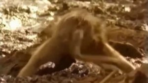 Beast vs Beast/Сrocodile vs monkey/Крокодил против обезьяны/Fierce fighting..Жесть.Brutal combat..